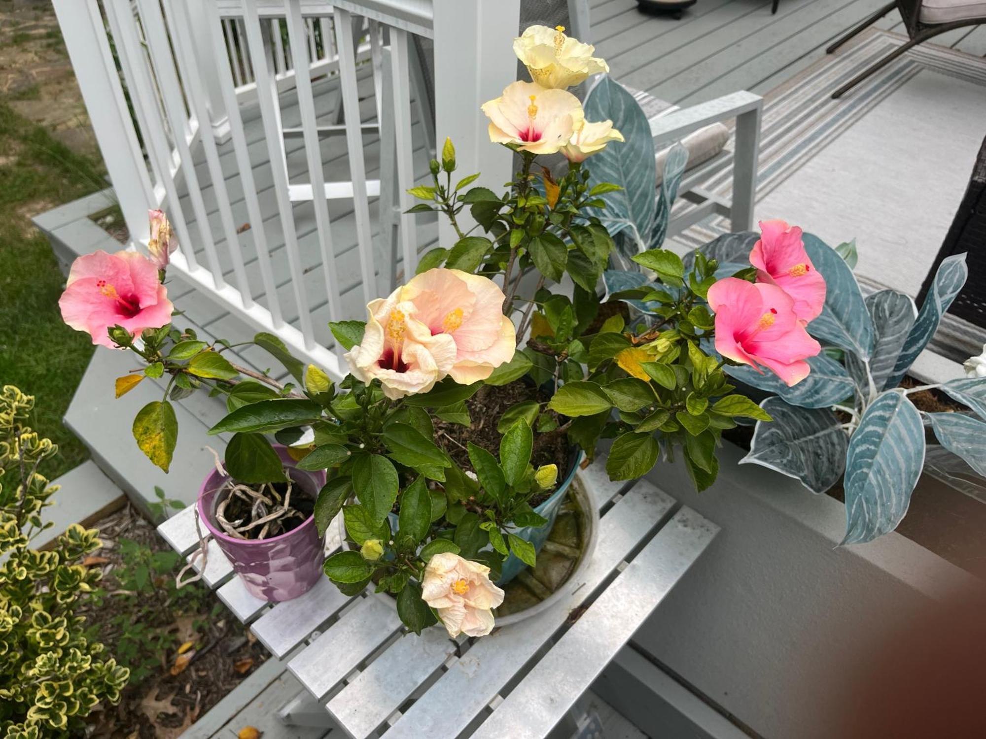 Beautiful Parkside Suite Saint James Exterior foto
